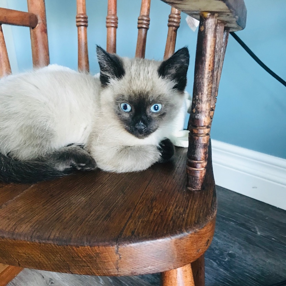 Meet your Posher, Leasa